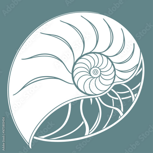Vector art of nautilus shell crosssection, a beautiful spiral pattern