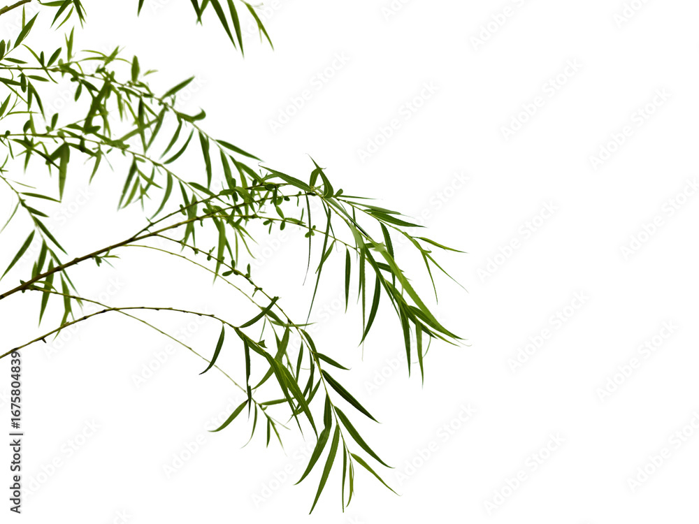 Obraz premium Green leaves and branches isolated on transparent background for graphic design