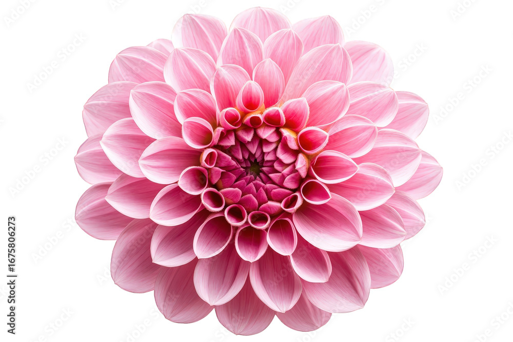 Fototapeta premium Beautiful pink dahlia flower isolated on transparent background in full bloom