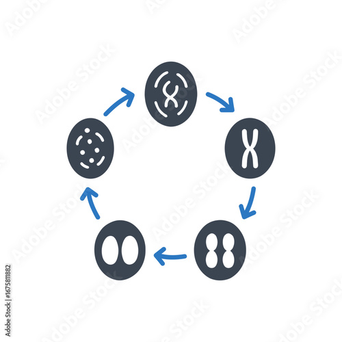Cellular reproduction cycle icon