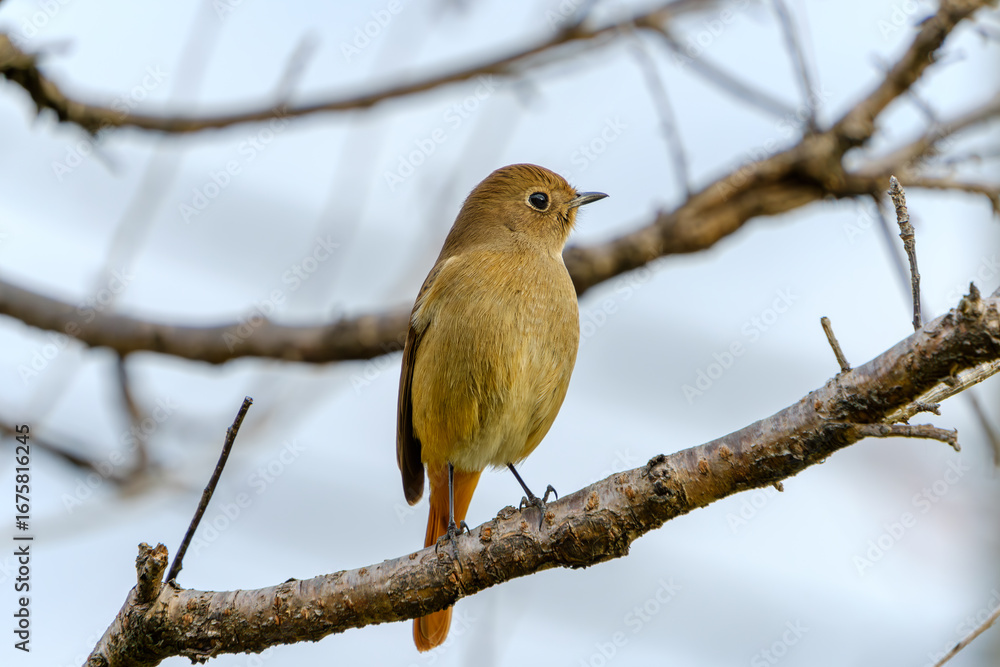 Fototapeta premium Female Daurian Redstart perched on a tree branch