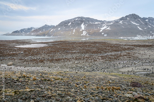 Foto Colony of King Penguins at sunrise (Aptenodytes patagonicus), St Andrew's Bay, S