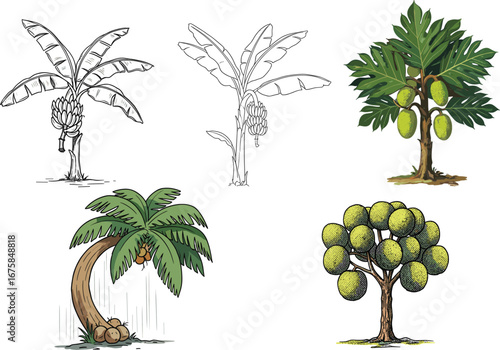 Tropical fruit tree illustrations, banana, jackfruit, coconut, breadfruit, botanical sketches and colored designs, nature icons, educational vector set, exotic plants