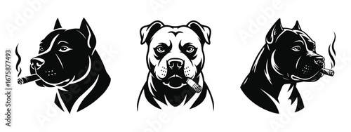 American staffordshire terrier dog with cigar in three poses artistic design vector