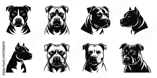 Eight diverse american staffordshire terrier head portraits collection vector