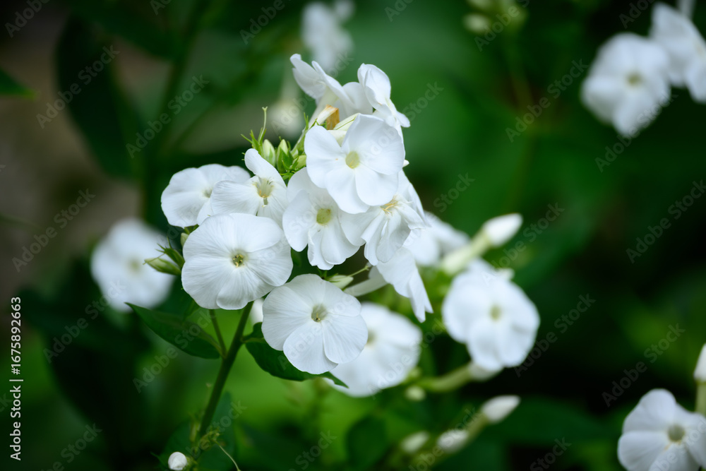 Fototapeta premium Closeup of White Phlox in Bloom with Green Background in the Summer Garden
