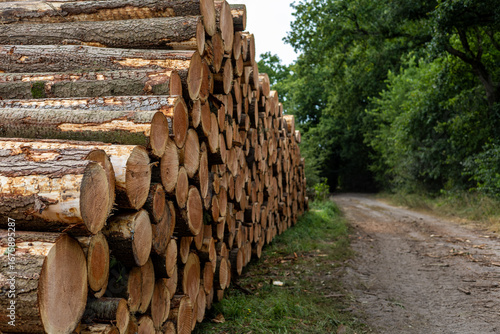 Photos stack of logs in a forest