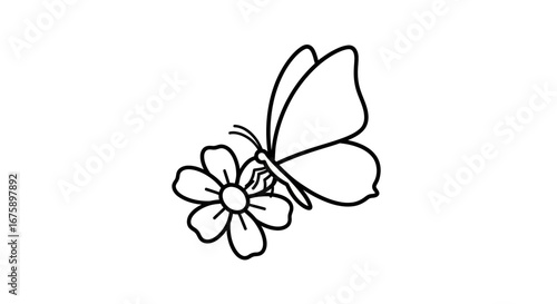 Simple Black and White Butterfly Resting on Flower.