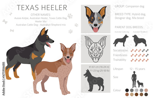 Texas Heeler clipart. Australian cattle dog - Australian shepherd mix. Different coat colors set.  Vector illustration