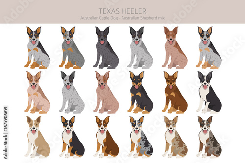 Texas Heeler clipart. Australian cattle dog - Australian shepherd mix. Different coat colors set.  Vector illustration