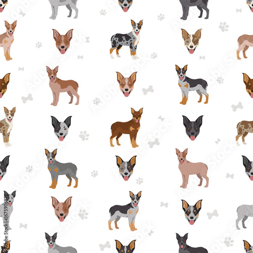 Texas Heeler clipart. Australian cattle dog - Australian shepherd mix. Different coat colors set.  Vector illustration