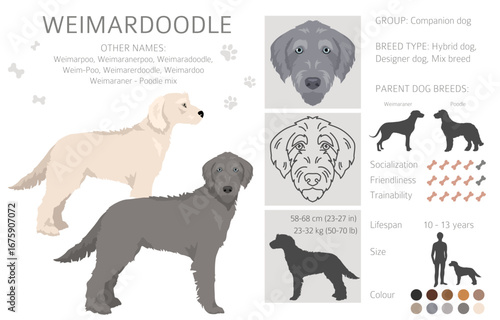 Weimardoodle clipart. Weimaraner Poodle mix. Different coat colors set.  Vector illustration