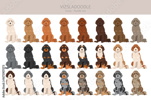 Vizsladoodle clipart. Vizsla Poodle mix. Different coat colors set.  Vector illustration