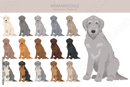 Weimardoodle clipart. Weimaraner Poodle mix. Different coat colors set.  Vector illustration