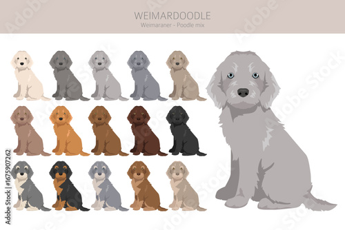 Weimardoodle clipart. Weimaraner Poodle mix. Different coat colors set.  Vector illustration