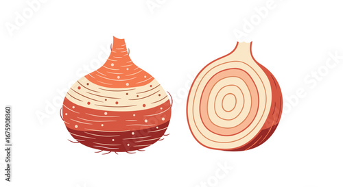 Anatomy of an onion illustrated showing layers and growth stages from seed to harvest