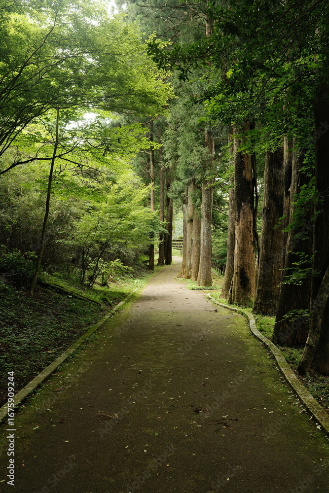 Fototapeta premium road in the woods