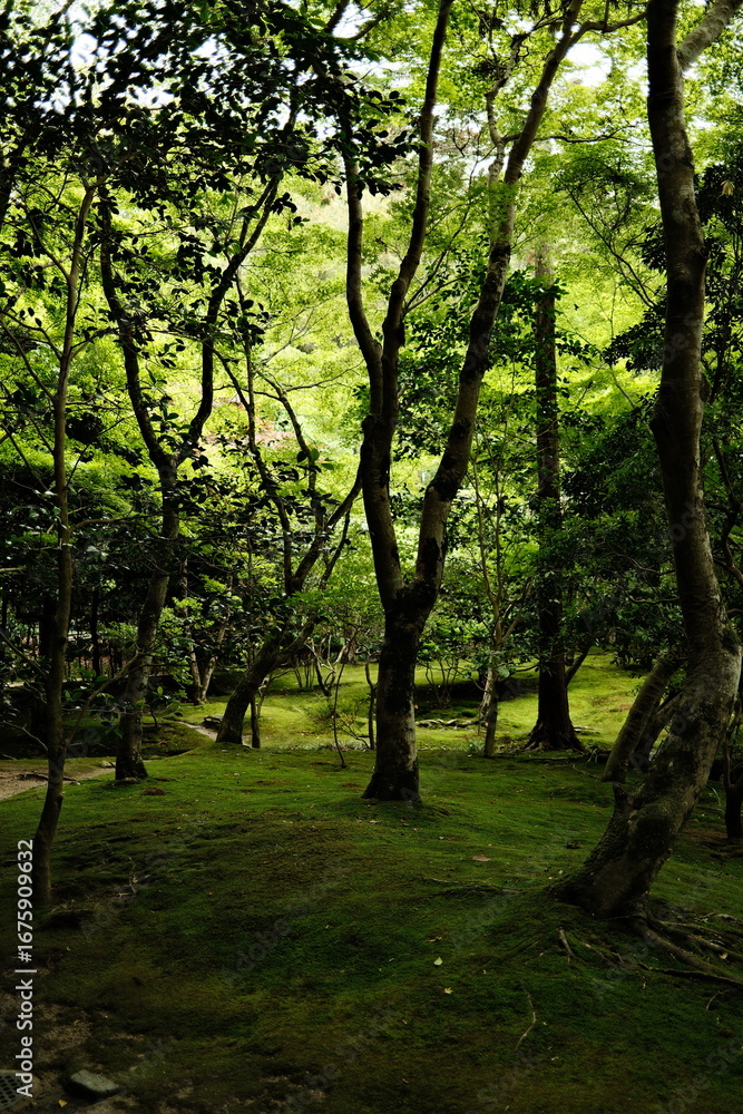Fototapeta premium trees in the park