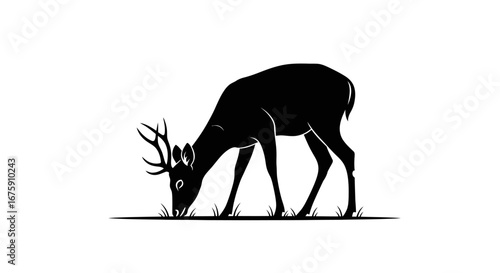 Silhouette of a Grazing Deer with Antlers on Grass.