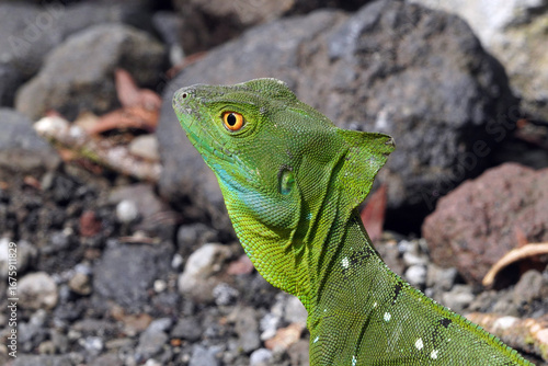 Basilic vert au Costa Rica