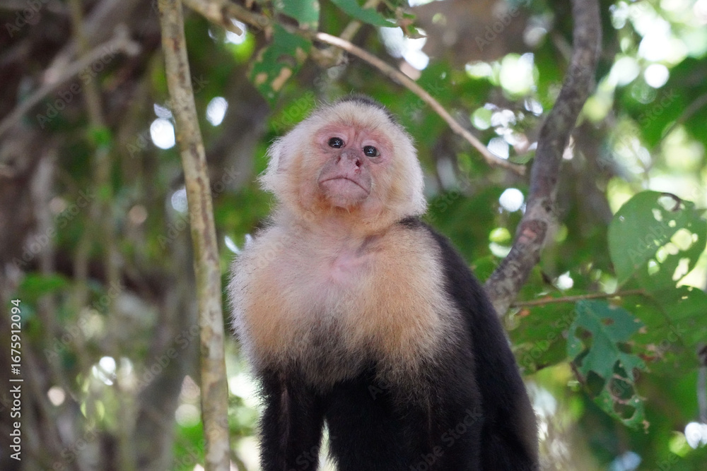 Fototapeta premium Le Sapajou capucin ou capucin à face blanche (Cebus capucinus) est un singe du Nouveau Monde de la famille des Cébidés. dans le parc Marino Ballena au Costa Rica