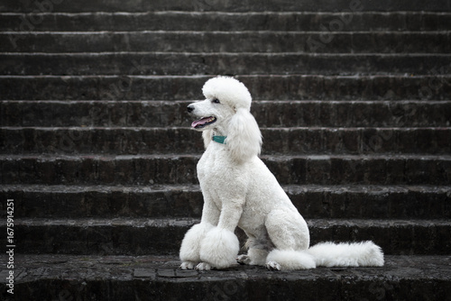 White poodle sits gracefully on stone steps in a serene outdoor setting during the day