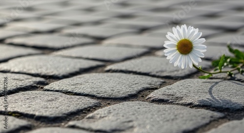 Single White Daisy Flower Growing on Cobblestone Path in Natural Outdoor Setting