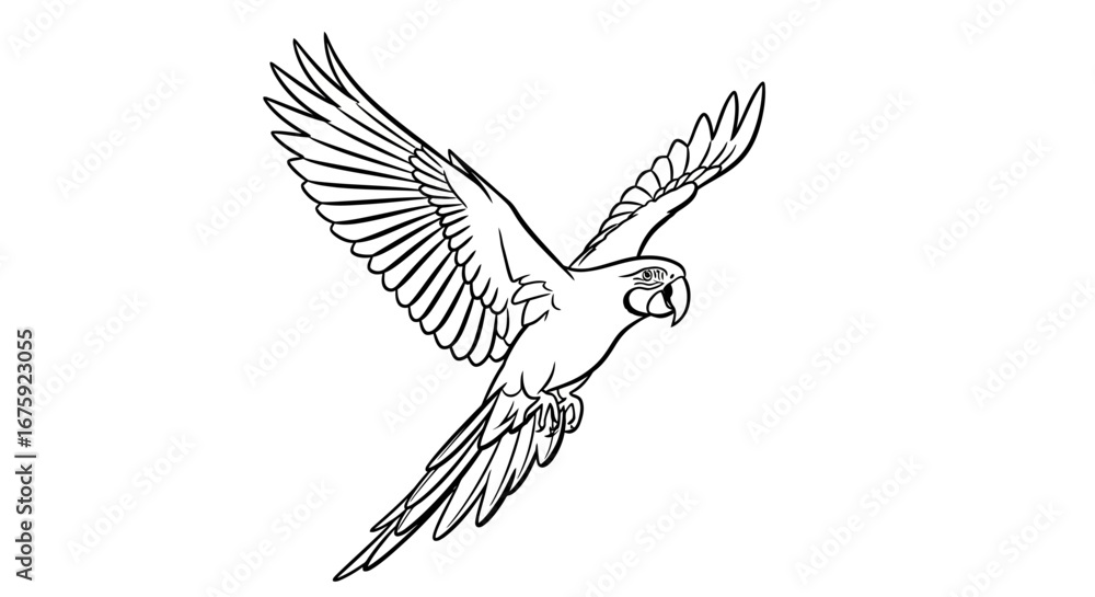 Fototapeta premium Detailed flying parrot line art illustration, tropical bird in flight drawing.