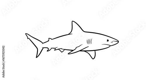 Line Art Drawing of a Shark, Marine Predator Illustration.