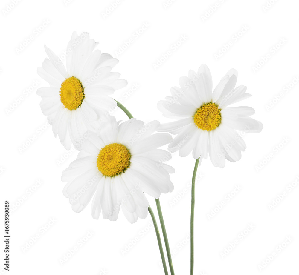 Fototapeta premium Three beautiful chamomile flowers isolated on white