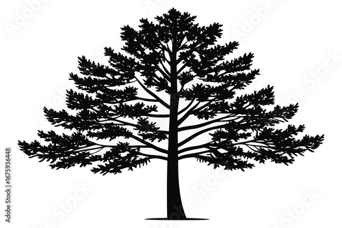 Silhouette of a detailed pine tree with full branches and needles on white background evergreen