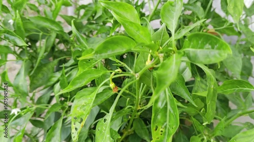 Fresh green chili leaves close up natural vegetable plant foliage organic farming garden herbs agriculture background for cooking food and healthy lifestyle