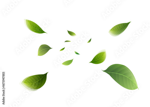 Green leaves isolated on transparent background vector illustration
