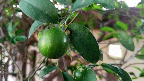 Fresh green lemon on tree branch with leaves natural citrus fruit growing in garden organic farming agriculture healthy food concept close up outdoor background