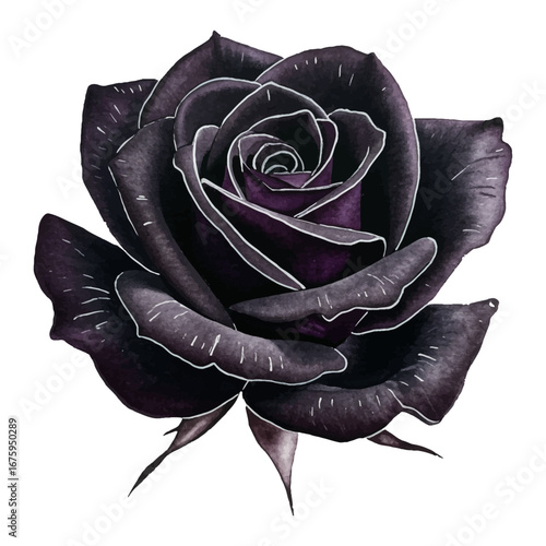 Stunning Black Rose Flower with Dark Purple Petals White Outline Isolated Hand Drawn Watercolor Painting Illustration