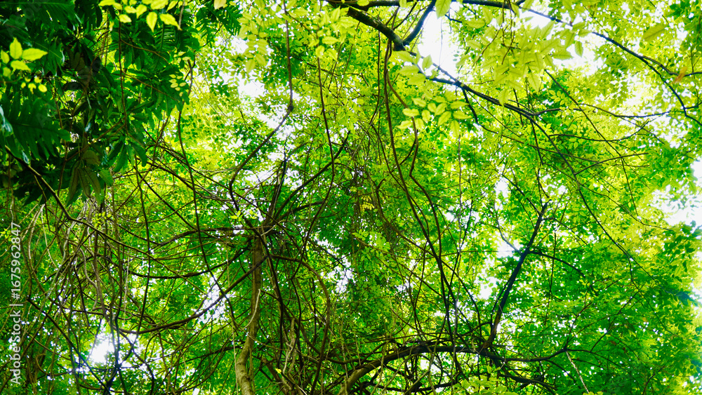 Fototapeta premium Scenic view of green leaves canopy against the blue sky. Natural forest shade with vibrant foliage and sunlight