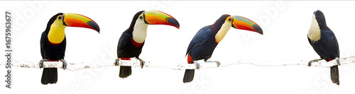 Set of three unsublimated realistic toucan birds with long beaks standing on a branch in different poses against a white background fullbody shots profession
