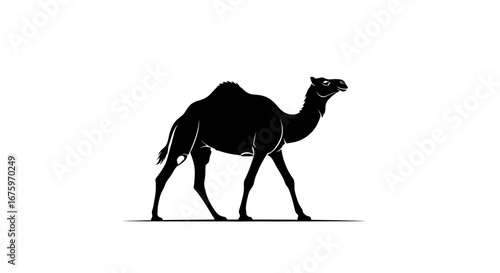 Silhouette of a majestic dromedary camel walking gracefully.