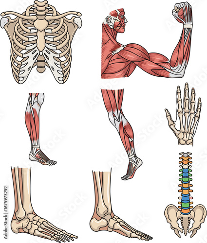 Cartoon musculoskeletal anatomy, bones and muscles, spine, rib cage, hand, foot, leg, educational vector set, medical stock illustration