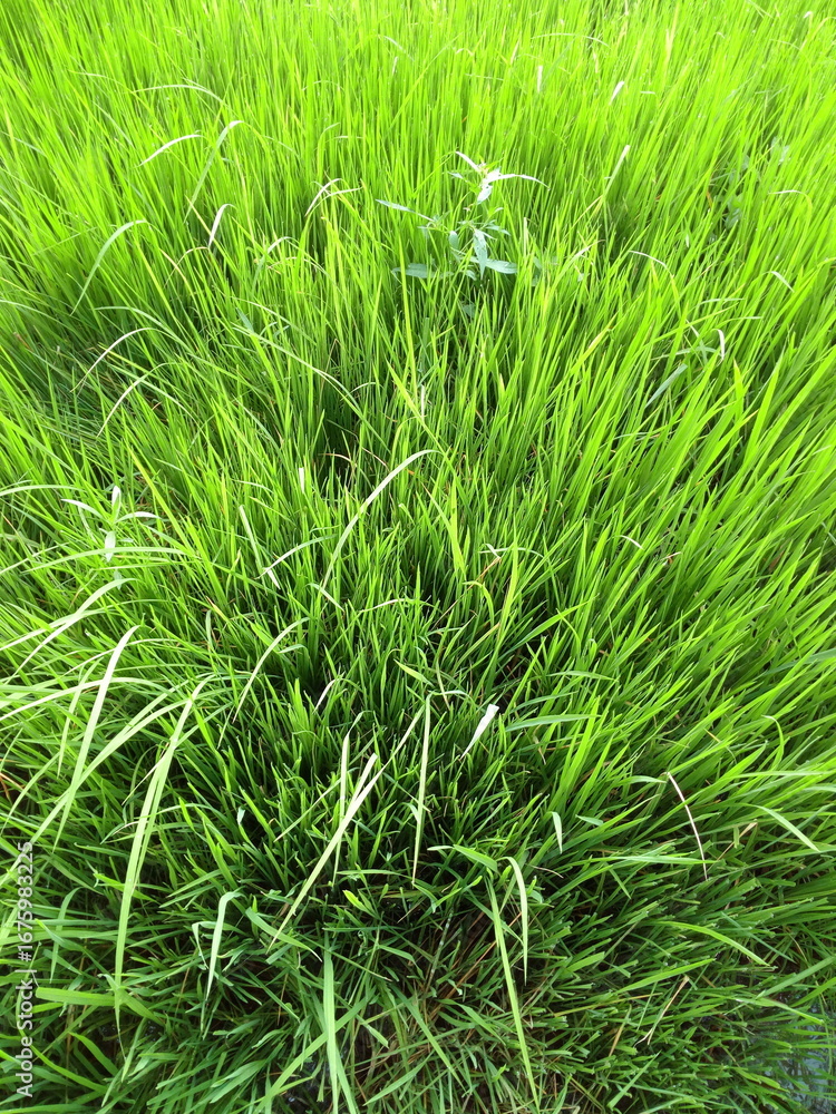 Fototapeta premium Closeup of vibrant green grass blades creating a natural, textured background