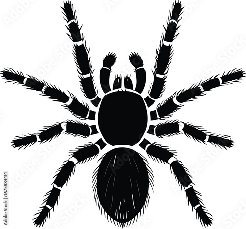 Cute cartoon a illustrator vector tarantula