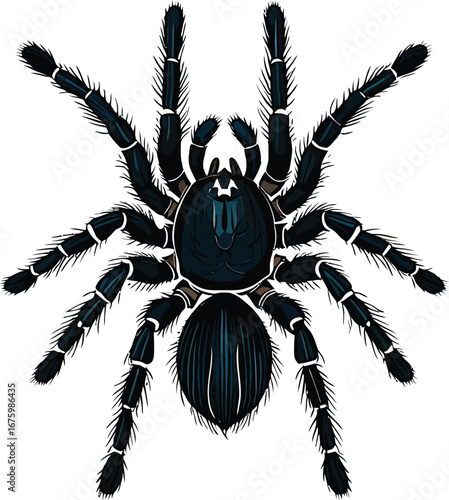 Cute cartoon a illustrator vector tarantula