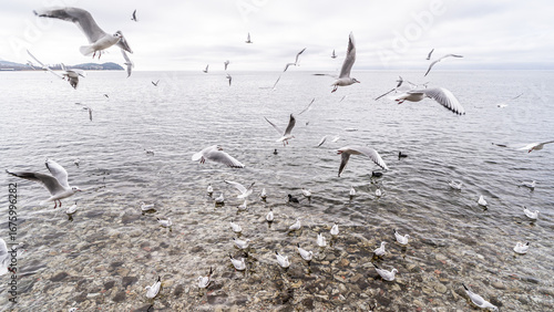 Wallpaper Mural Seagulls feeding over the lake - Macedonia Lake Torontodigital.ca