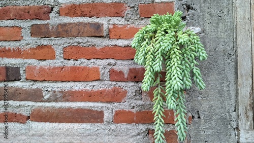 Unique Living Decor: Burro's Tail (Sedum morganianum), a Captivating Trailing Succulent for Any Home