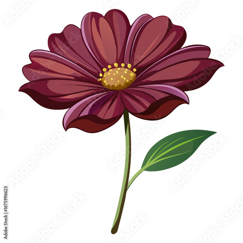 pink gerber daisy isolated