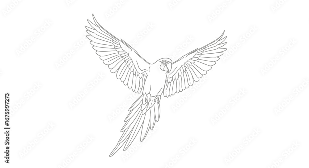 Fototapeta premium Elegant line drawing of a flying macaw parrot with outstretched wings.