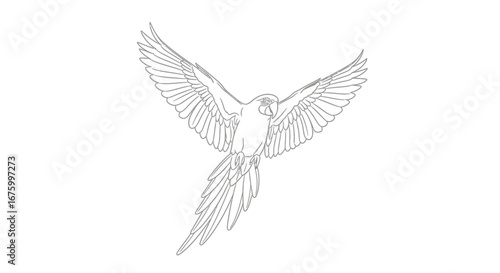 Elegant line drawing of a flying macaw parrot with outstretched wings.