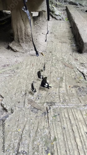 butterflies on the rock