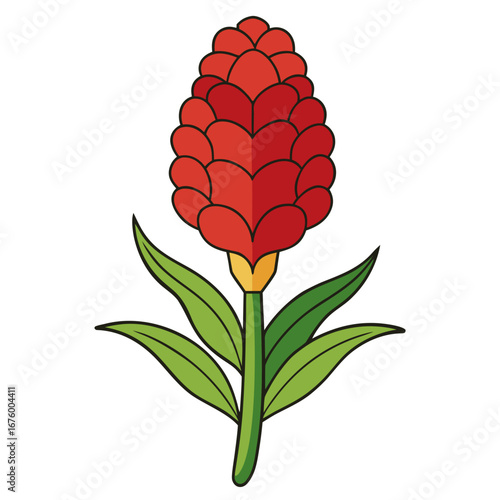 red rose isolated on white