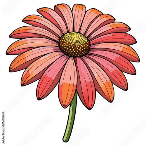 pink daisy isolated on white